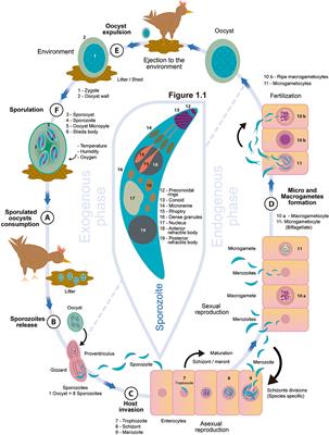 Chicken Coccidiosis: From the Parasite Lifecycle to Control of the Disease